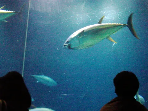 Pacific bluefin tuna — CasinoKat / Wikimedia Commons / CC BY-SA 3.0