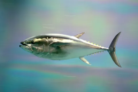 Pacific bluefin tuna — aes256 / Wikimedia Commons / CC BY 2.1 jp