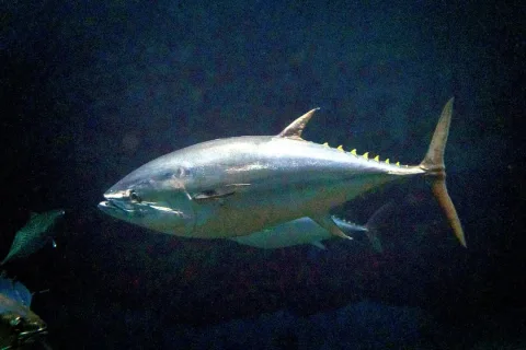 Pacific bluefin tuna — Stephane-bdc / Wikimedia Commons / CC BY-SA 4.0
