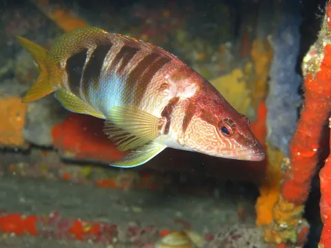 Painted comber — Marie-Françoise / Wikimedia Commons / CC BY-SA 3.0