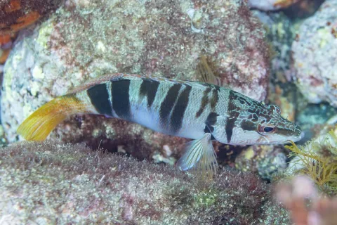 Painted comber — Diego Delso / Wikimedia Commons / CC BY-SA 4.0