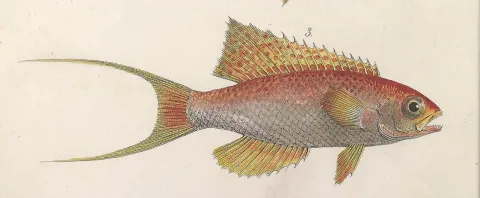 Parrot sea perch — Biodiversity Heritage Library / Wikimedia Commons / CC0
