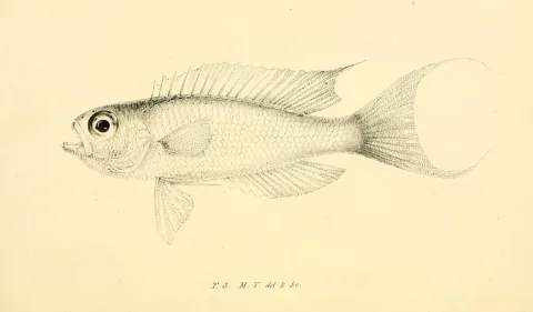 Parrot sea perch — M. Young / Wikimedia Commons / Public domain