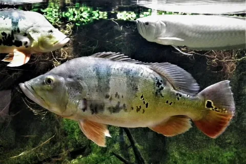 Peacock cichlid — MOs810 / Wikimedia Commons / CC BY-SA 4.0