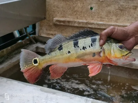 Peacock cichlid — Ong Jyh Seng / Wikimedia Commons / CC BY-SA 4.0