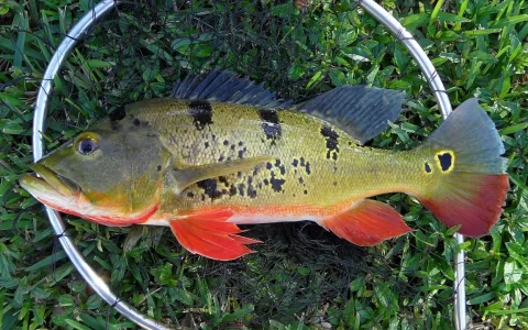 Peacock cichlid — Theo Modder / Wikimedia Commons / CC BY 4.0