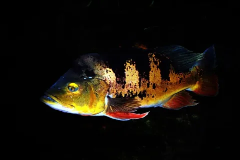 Peacock cichlid — Karelj / Wikimedia Commons / Public domain
