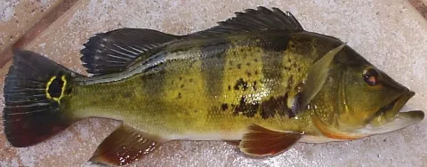 Peacock cichlid — LuisGomez111 at English Wikipedia / Wikimedia Commons / CC BY-SA 3.0