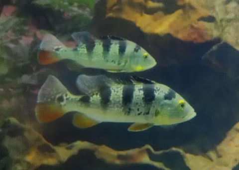Peacock cichlid — Petruss / Wikimedia Commons / CC BY-SA 4.0