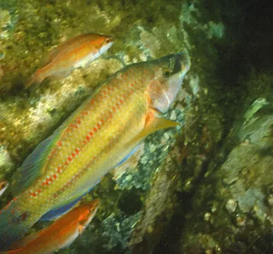 Peacock wrasse — Parent Géry / Wikimedia Commons / CC BY-SA 3.0