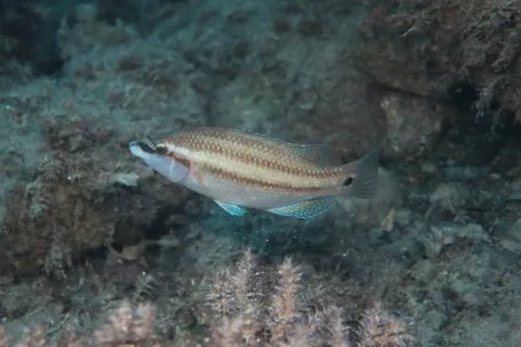 Peacock wrasse — Holger Krisp / Wikimedia Commons / CC BY 4.0