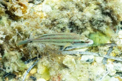 Peacock wrasse — Diego Delso / Wikimedia Commons / CC BY-SA 4.0