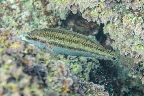 Peacock wrasse — Diego Delso / Wikimedia Commons / CC BY-SA 4.0