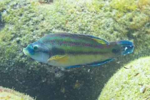 Peacock wrasse — Diego Delso / Wikimedia Commons / CC BY-SA 4.0
