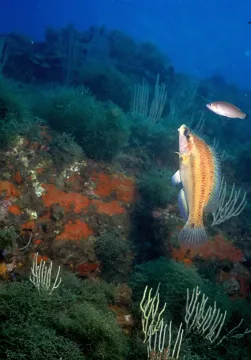 Peacock wrasse — Parent Géry / Wikimedia Commons / CC BY-SA 3.0