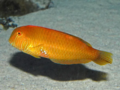 Pearly razorfish — Hectonichus / Wikimedia Commons / CC BY-SA 3.0
