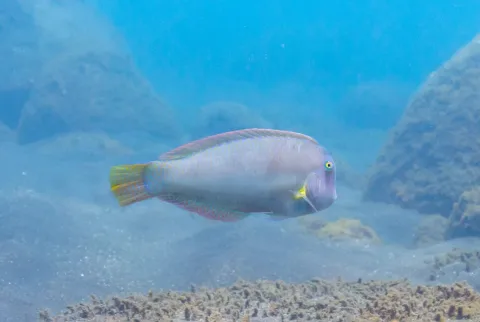 Pearly razorfish — Diego Delso / Wikimedia Commons / CC BY-SA 4.0