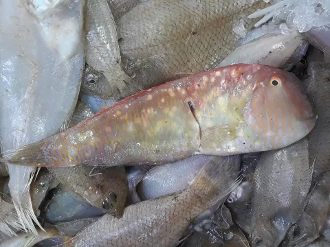 Pearly razorfish — (c) Karim Haddad, some rights reserved (CC BY) / Wikimedia Commons / CC BY 4.0