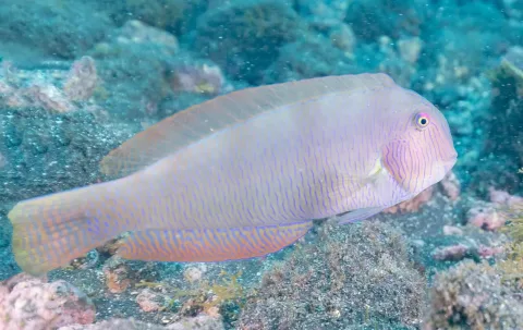 Pearly razorfish — Diego Delso / Wikimedia Commons / CC BY-SA 4.0