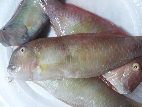 Pearly razorfish — (c) Karim Haddad, some rights reserved (CC BY) / Wikimedia Commons / CC BY 4.0