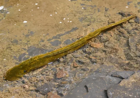 Sea lamprey — Stephanie Tran / Wikimedia Commons / CC BY 4.0