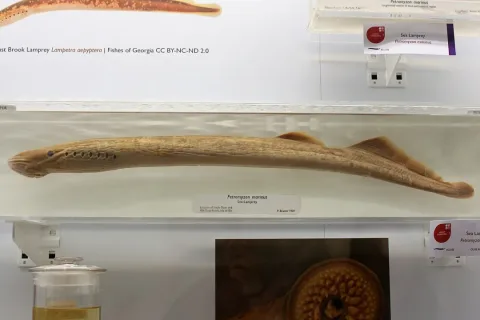 Sea lamprey — Emőke Dénes / Wikimedia Commons / CC BY-SA 4.0