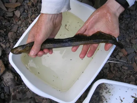 Sea lamprey — Allan Harris / Wikimedia Commons / CC0