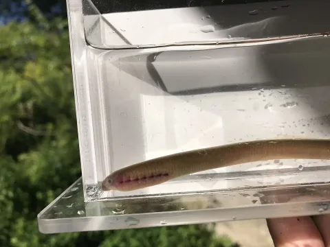 Sea lamprey — Matt Garvin / Wikimedia Commons / CC BY-SA 4.0