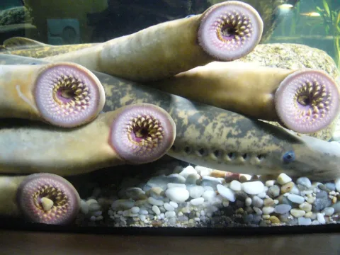 Sea lamprey — Fernando Losada Rodríguez / Wikimedia Commons / CC BY-SA 4.0