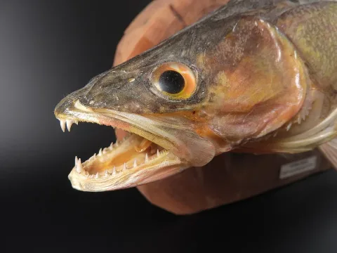 Pike-perch — MAKY.OREL / Wikimedia Commons / CC0
