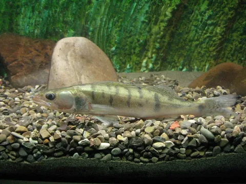 Pike-perch — Basilicofresco / Wikimedia Commons / CC BY-SA 4.0