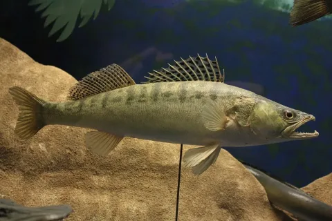 Pike-perch — Tylwyth Eldar / Wikimedia Commons / CC BY-SA 4.0