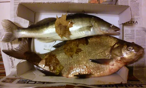 Pike-perch — MOs810 / Wikimedia Commons / CC BY-SA 3.0