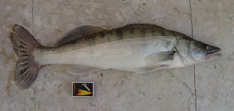 Pike-perch — eLNuko / Wikimedia Commons / Public domain