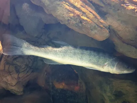 Pike-perch — Emőke Dénes / Wikimedia Commons / CC BY-SA 4.0