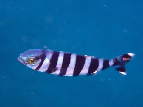 Pilotfish — Ben Jobson / Wikimedia Commons / CC BY 4.0
