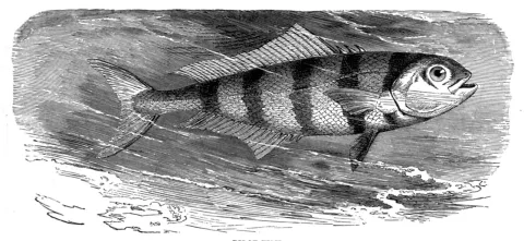 Pilotfish — G.M. / Wikimedia Commons / Public domain