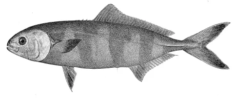 Pilotfish — Wikimedia Commons / Public domain