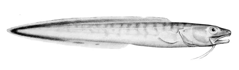 Pink cusk-eel — P. Clarke / Wikimedia Commons / Public domain