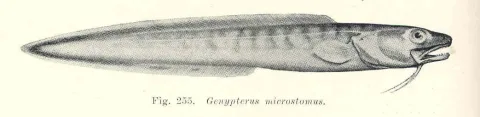Pink cusk-eel — Edgar Ravenswood Waite / Wikimedia Commons / Public domain
