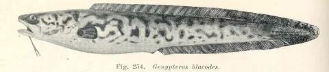 Pink cusk-eel — Edgar Ravenswood Waite / Wikimedia Commons / Public domain