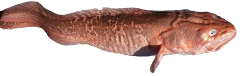 Pink cusk-eel — Norman Holtzhausen / Wikimedia Commons / CC BY-SA 3.0