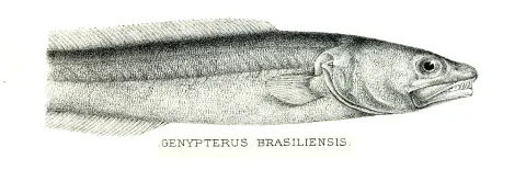 Pink cusk-eel — J. Green / Wikimedia Commons / Public domain