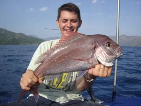 Pink dentex — AKIN KAPTAN / Wikimedia Commons / CC BY 3.0