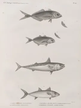 Plain bonito — Impr. impériale / Wikimedia Commons / Public domain