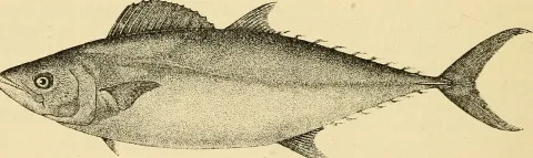Plain bonito — Internet Archive Book Images / Wikimedia Commons / CC0