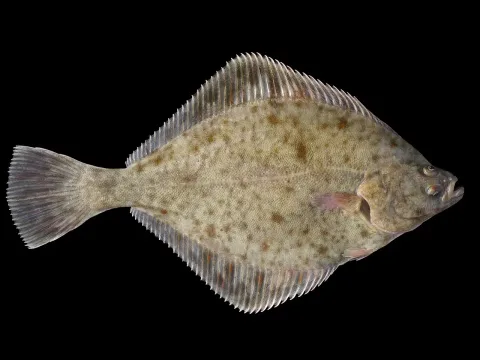 European flounder — Hans Hillewaert / Wikimedia Commons / CC BY-SA 4.0