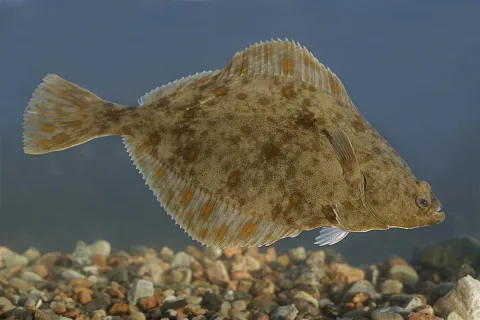 European flounder — Tiit Hunt / Wikimedia Commons / CC BY-SA 3.0
