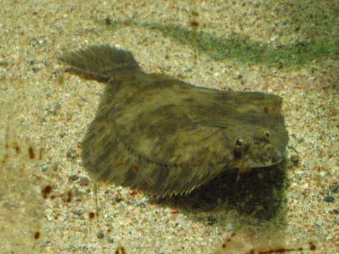 European flounder — Esquilo / Wikimedia Commons / CC BY-SA 3.0