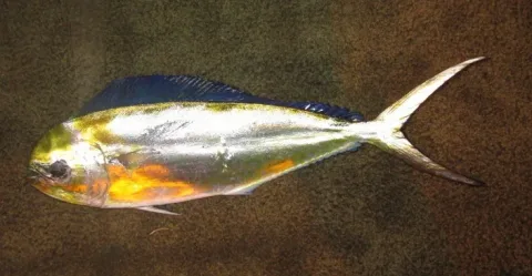 Pompano dolphinfish — NOAA/FPIR Observer Program / Wikimedia Commons / Public domain